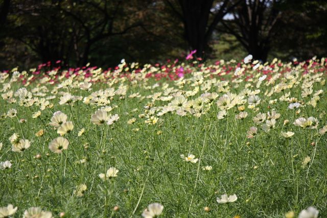 ★2008.10.21お天気に誘われてお散歩。昭和記念公園の「コスモスまつり」に行ってきました。丘一面のピンク色に感動！