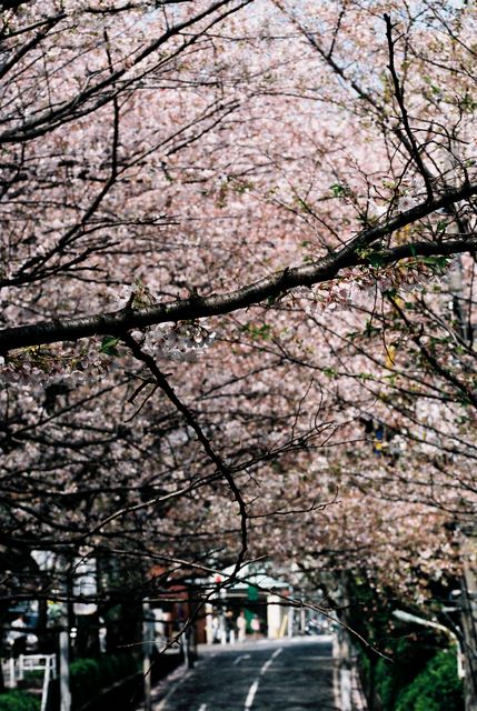 ★2008.04.05桜坂を中心にお散歩しました。いいお天気でした～！久方の ひかりのどけき 春の日に しづ心なく 花のちるらむ紀友則